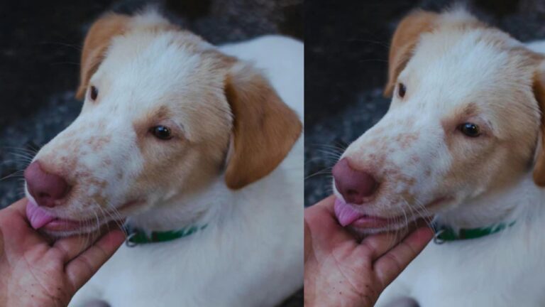 UK Woman Dies After Dog Licks Her