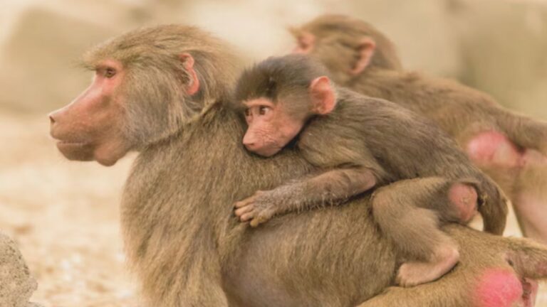 12 Healthy Baboons