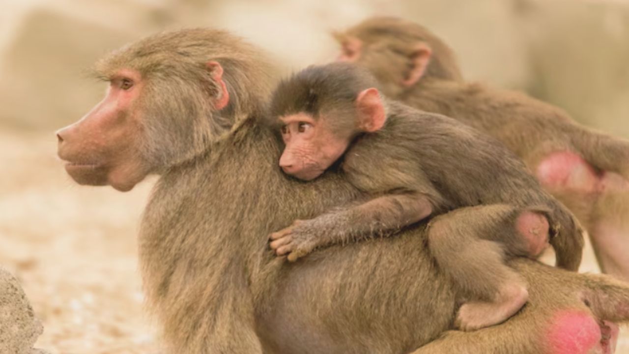 12 Healthy Baboons