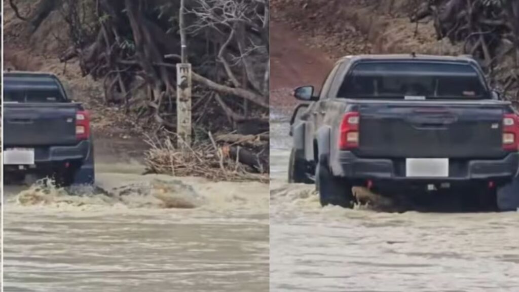 Truck Drives Over Giant Crocodile at Australian River