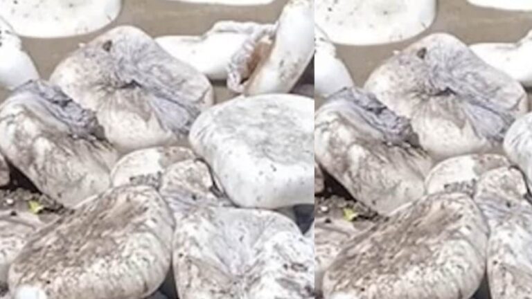 Food Authority Busts Rackets Selling Fake Paneer, Contaminated Milk in UP & Jharkhand