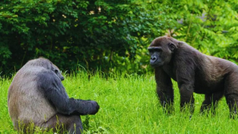 20-Year Study Finds Female Gorillas Never Forget Their Friends