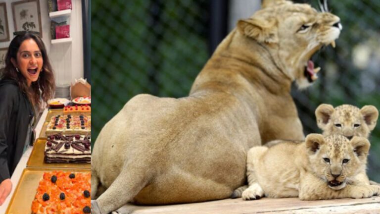 Rare Barbary Lions, Extinct in the Wild, Born at Czech Zoo