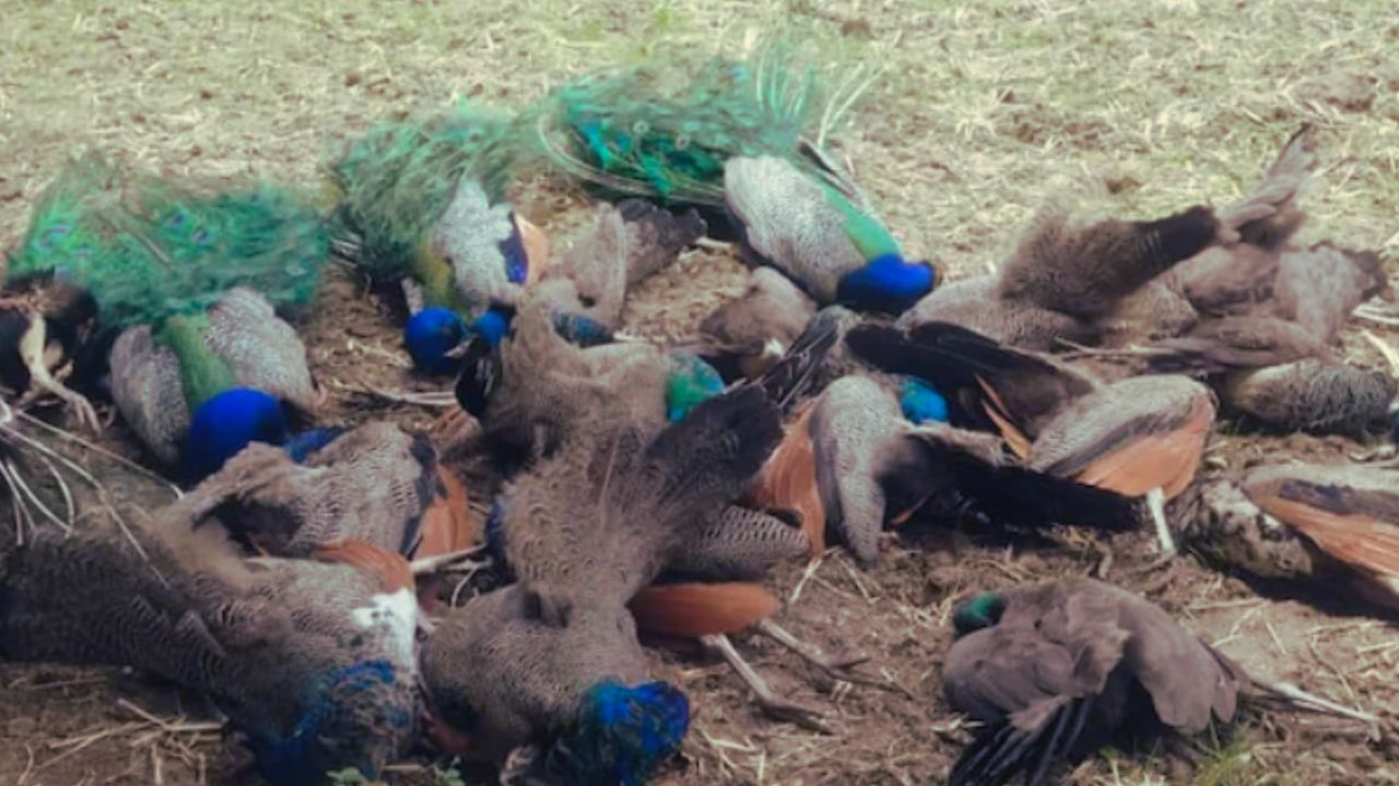 20 Peacocks Found Dead in Karnataka