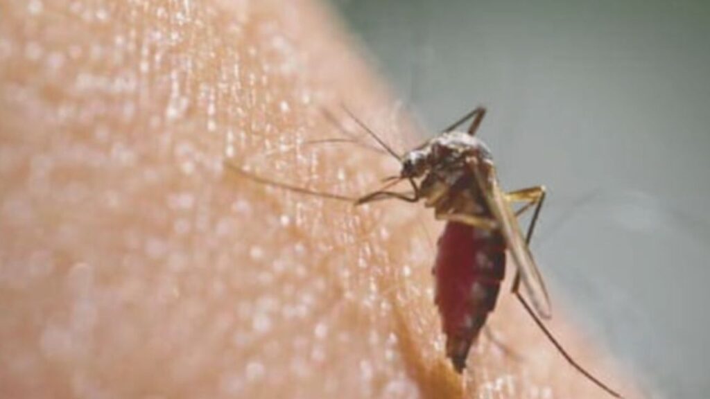 Spike in Malaria Cases Alarms Delhi