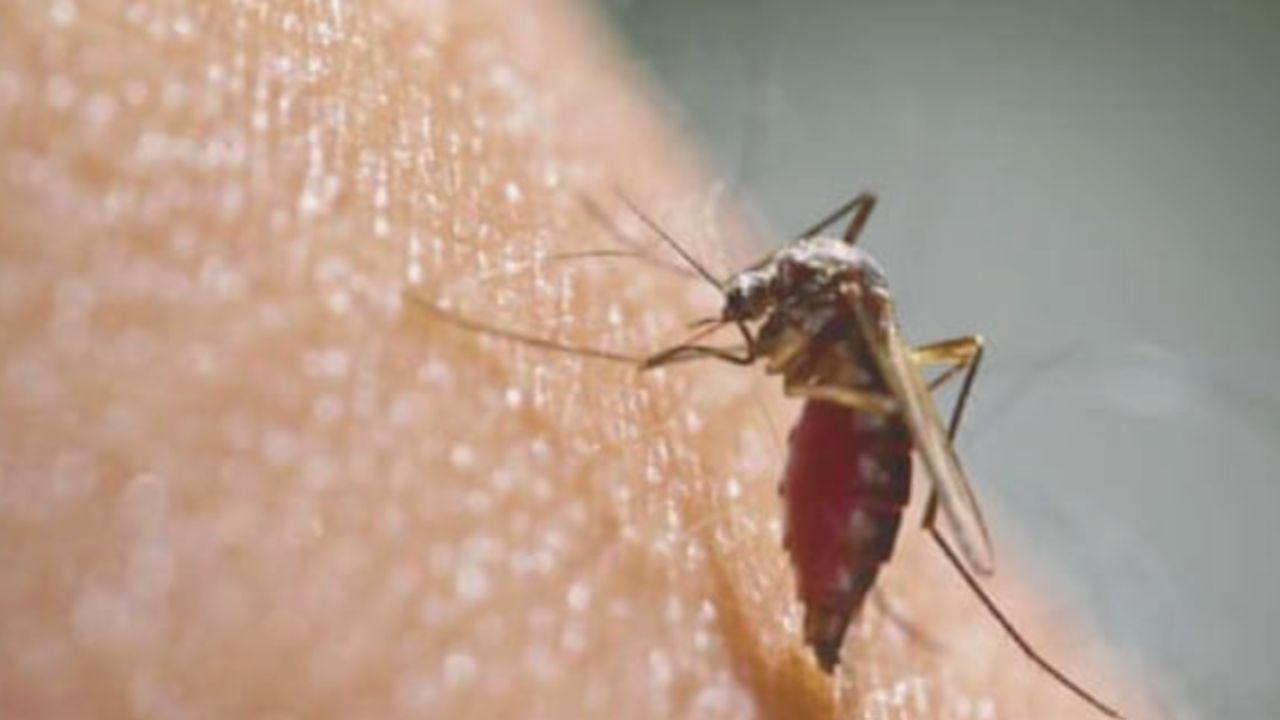 Spike in Malaria Cases Alarms Delhi